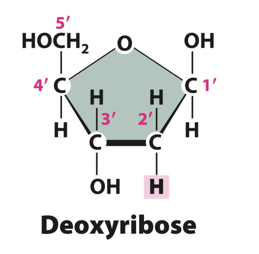 <p>Sugar found in DNA. Contains hydroxyl groups on the 1’ and 3’ carbons.</p>