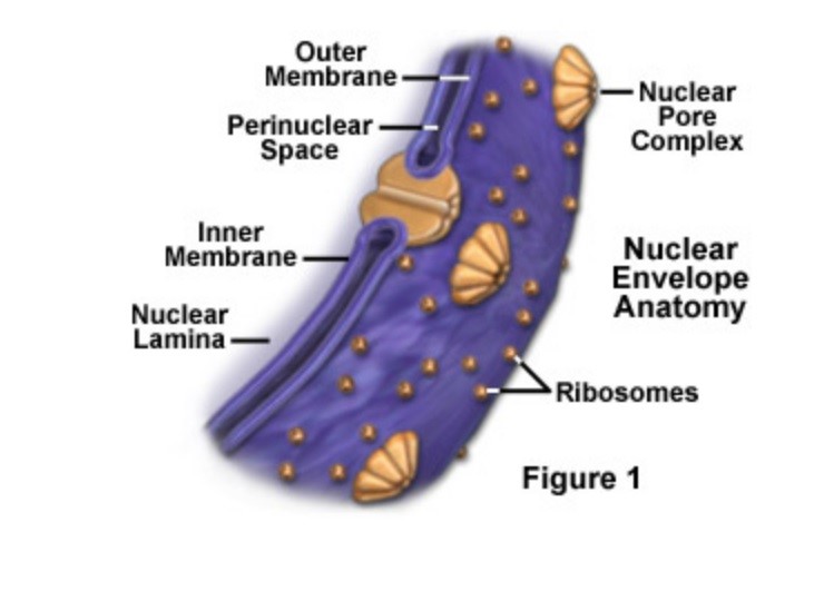 <p>Nuclear Envelope</p>