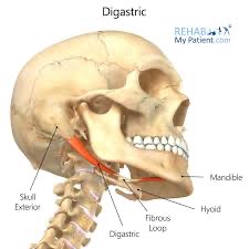 <p>diagstric action/function</p>