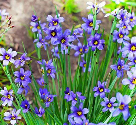 <p>A perennial, grass-like plant with star-shaped blue flowers, often found in meadows.</p>