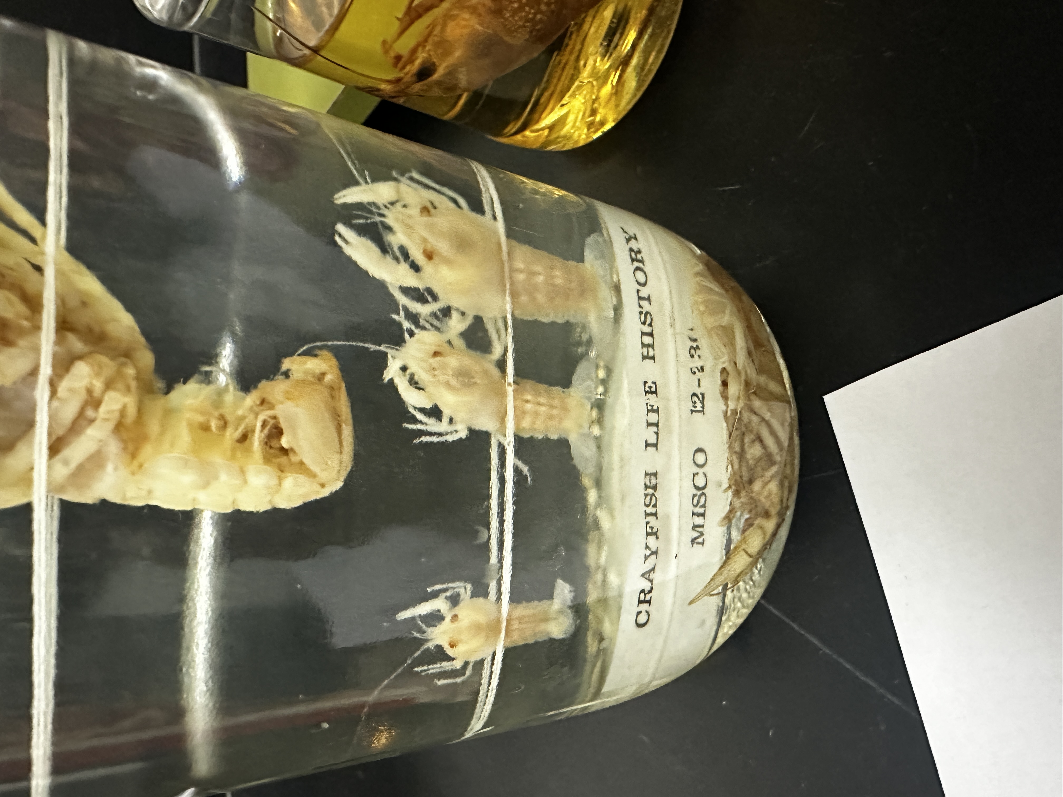 <p>Grouping: Protostome</p><p>Grouping: Ecdysozoa</p><p>Phylum: Arthropoda</p><p>Subphylum: Crustacea</p>