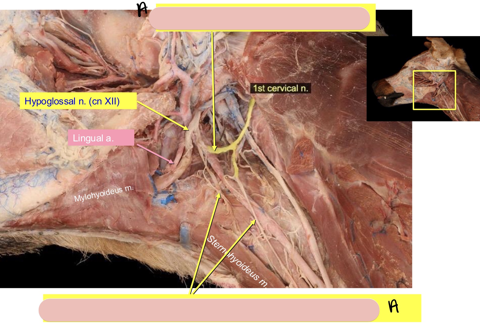 <p>Name the structure(s) indicated by a.</p>