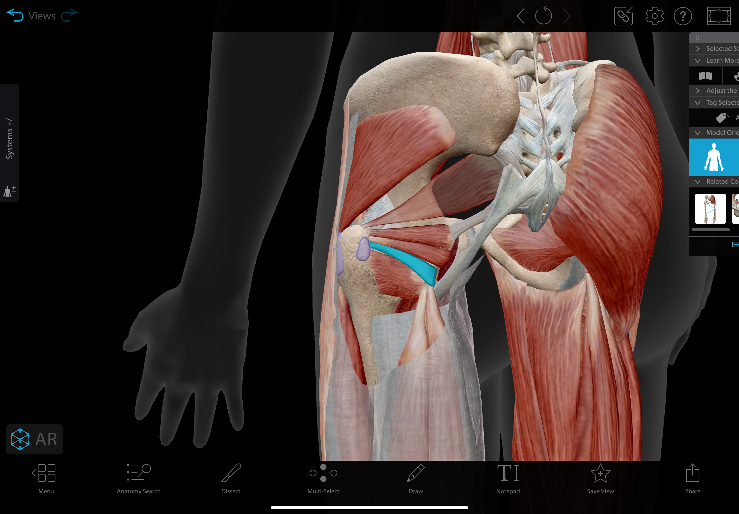 <p>A small muscle located in the posterior hip, lying below the obturator internus and above the quadratus femoris. </p><p></p><p>action: laterally rotates the hip</p>