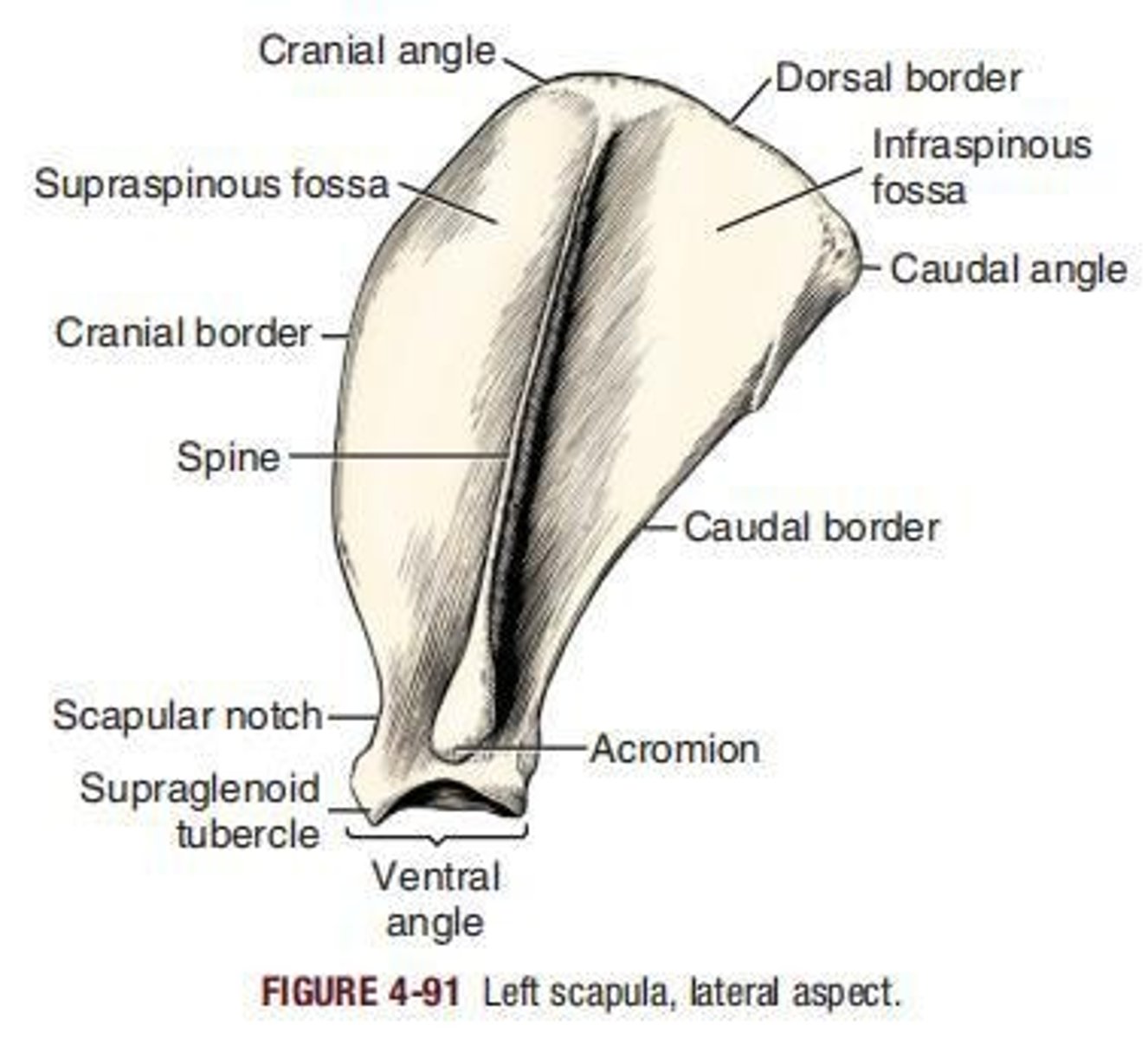<p>Protective bones that afford a large area for muscular attachment, such as the scapula.</p>