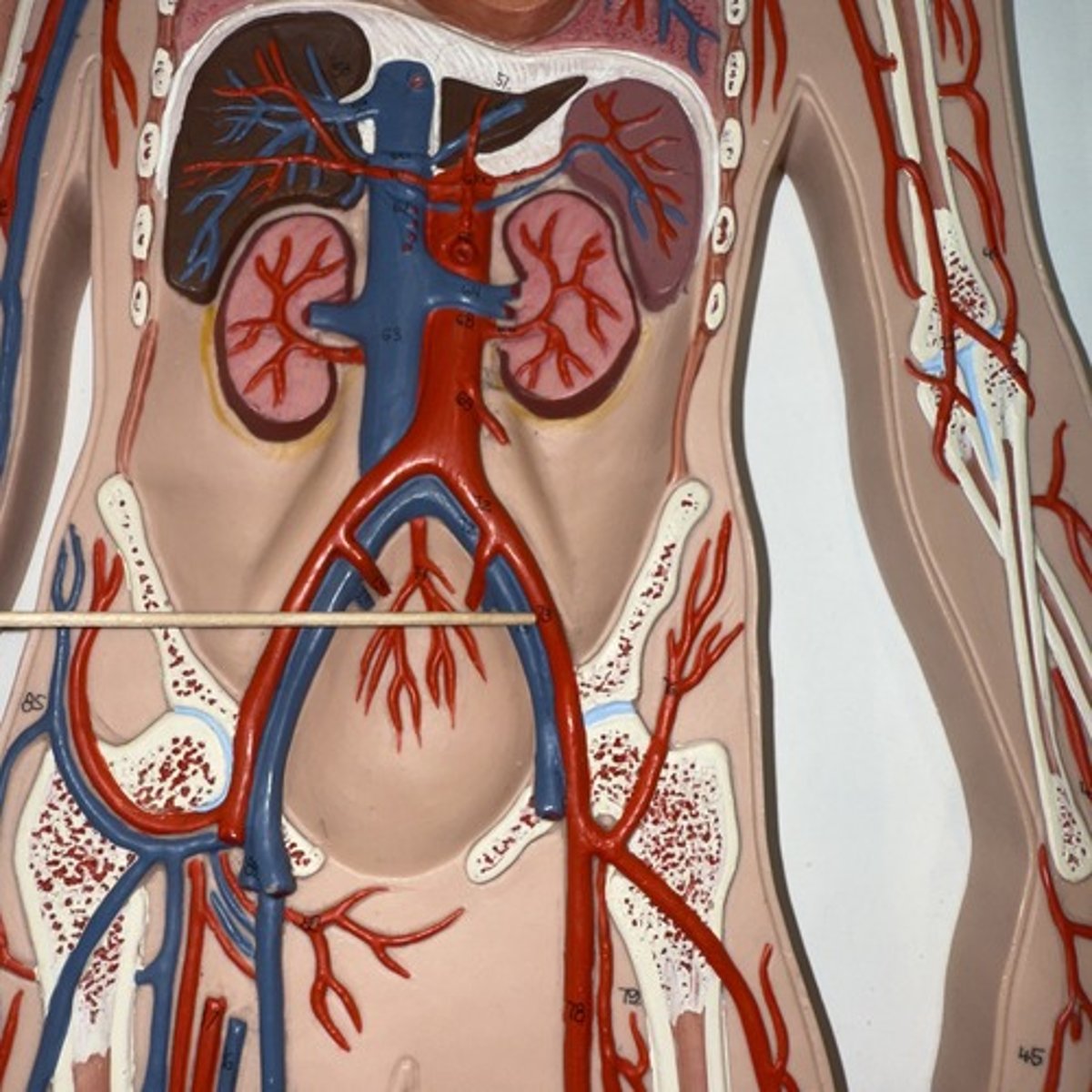 <p>Identify the structure.</p>