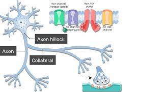 axon collateral