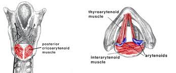 <p>posterior cricoarytenoid muscles </p>
