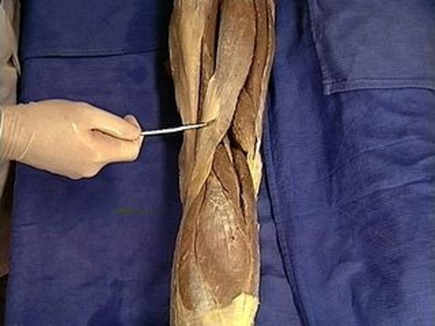 <p>Description: Outside of leg, under Gluteus Maximus; , Flexes leg at the knee and extends thigh at the hip; belongs to the hamstring group</p>