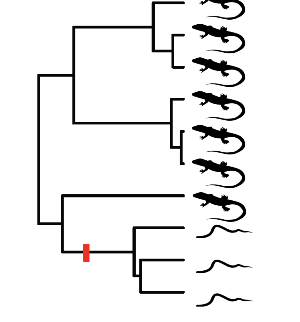 <p>It is a derived trait that all species in a clade share, and the trait arose from the branch leading to the clade.</p><p>Referring to the picture, the snake form is a derived trait in the context of the whole phylogeny, but it is an ancestral trait when looked at from a certain clade.</p>