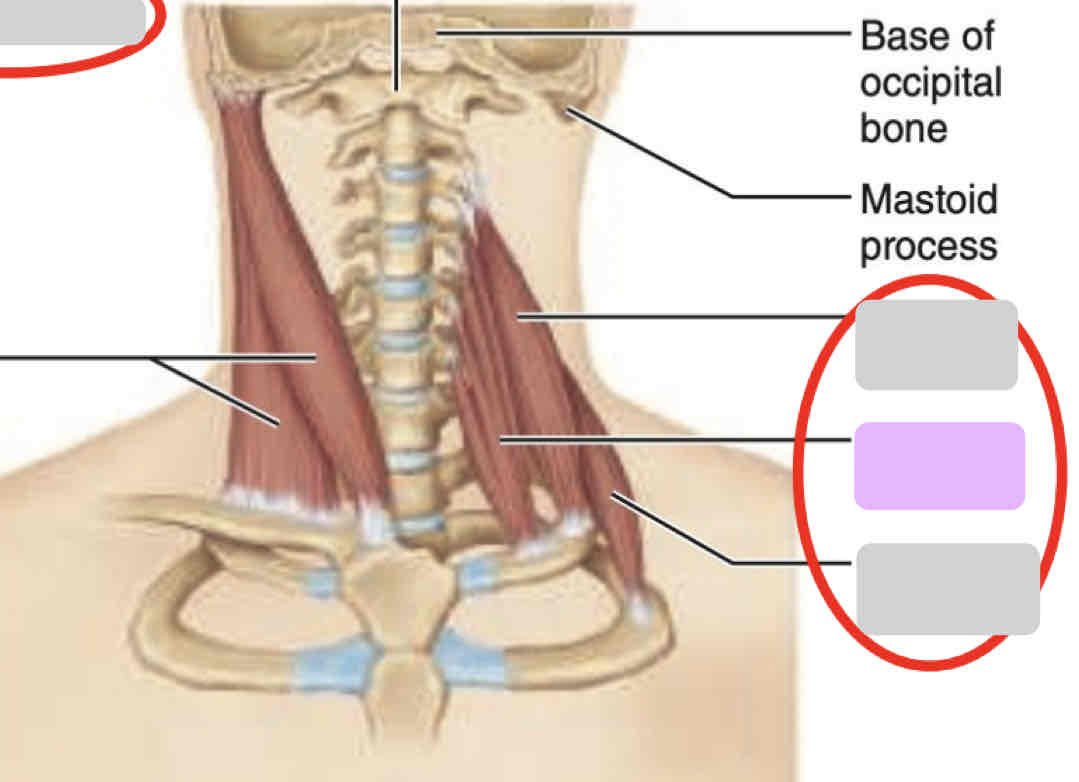 <p><span>Anterior neck (isolated)</span></p>