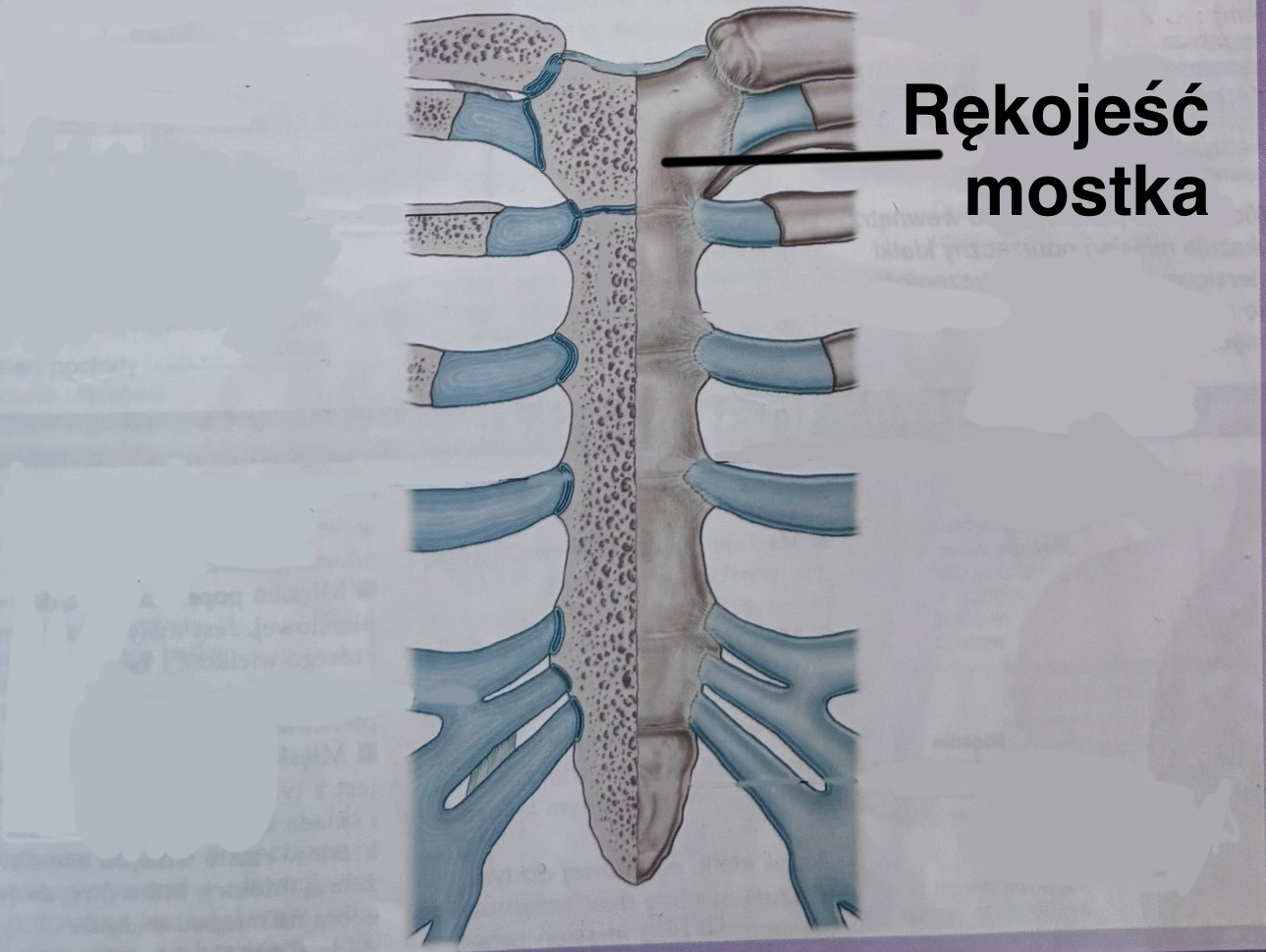 <p>Rękojeść mostka</p><p>(z opisem)</p>