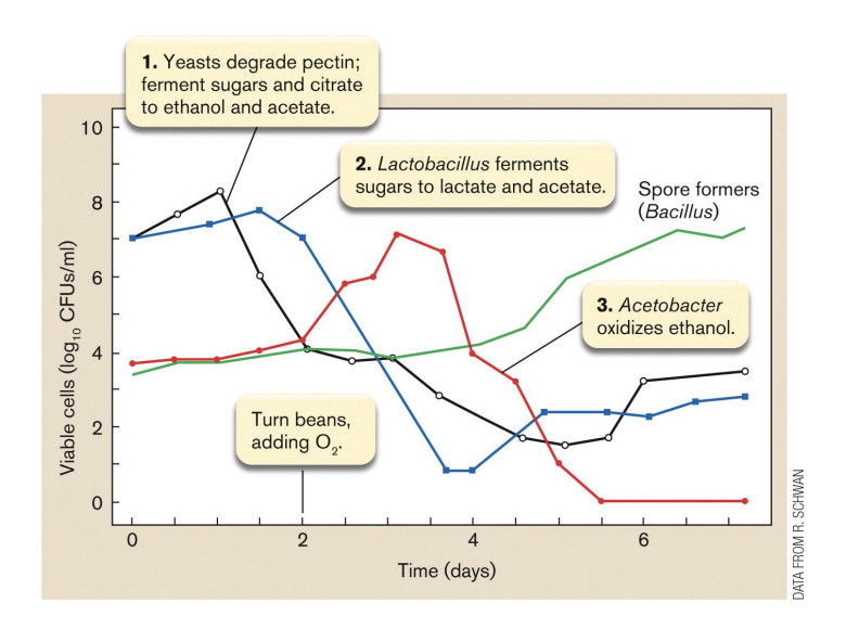 <p>Cocoa bean fermentation:</p><p>Making chocolate from cocoa beans requires 3 successive fermentation steps, each using a different microbe</p><ul><li><p>Cocoa pulp is initially<strong> fermented anaerobically by ____ </strong>(Candida, Kloeckera, and Caccharomyces)</p><ul><li><p>This <strong>liquifies the pulp</strong>, consumes citric acid and sugars found naturally in the beans, and <strong>produces </strong><span style="color: blue"><strong>ethanol</strong></span><strong> and </strong><span style="color: blue"><strong>acetate</strong></span></p></li></ul></li><li><p>As the pH increases (from 3.6 -&gt; 4.2),<strong> ___ ___ bacteria (Lactobacillus plantarum) contribute to sugar fermentation</strong></p></li><li><p>Finally, <strong>_____ is introduced</strong> to the system and <strong>acetic acid bacteria (Acetobacter) consume ethanol and acids, producing CO2</strong></p></li></ul><p></p>