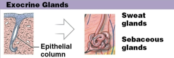 <p><strong>Sweat glands</strong> &amp; <strong>sebaceous glands</strong></p>