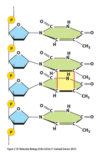 <p>Covalent linkage between two adjacent pyrimidine bases&nbsp;</p><ul><li><p>caused by UVB radiation from the sun&nbsp;</p></li><li><p>Thymine dimers: covalent linkages on the C-C bonds from lesions&nbsp;</p></li><li><p>can occur between any two neighboring pyrimidine bases (T or C)</p></li><li><p>if left unrepaired, end up with permanent damage&nbsp;</p></li><li><p>e.g. melanoma&nbsp;</p></li><li><p>can be repaired (when one strand is damaged, the complementary strand remains intact and can be used to restore correct nucleotides to damaged strands)</p></li></ul><p></p>