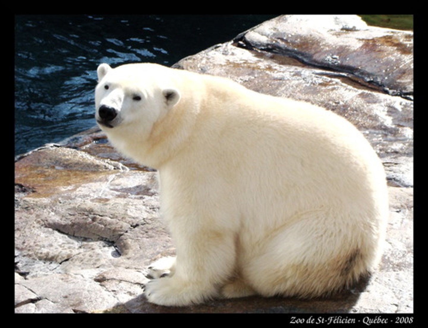 <p>a polar bear</p>