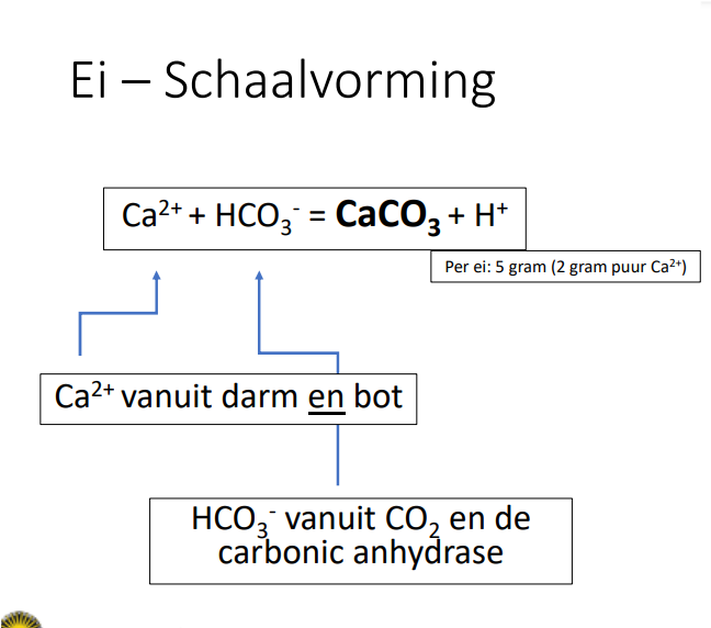 <p>welke lagen heeft de schaal?</p>