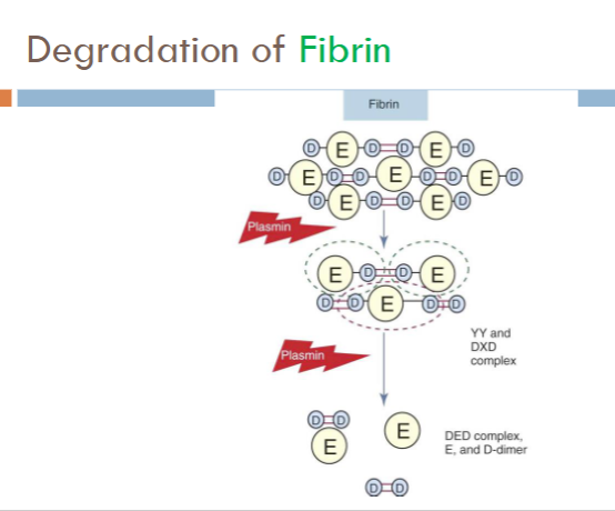 <ul><li><p>Products formed from fibrin cleavage</p><ul><li><p>Essentially the same as fibrinogen, except:</p><ul><li><p>XIIIa-crosslinked fibrin releases</p><ul><li><p>D-Dimer</p></li><li><p>Larger molecules of varying composistion</p><ul><li><p>DD/E; YD/DY; YY/DXD</p></li></ul></li></ul></li></ul></li></ul></li></ul><p></p>