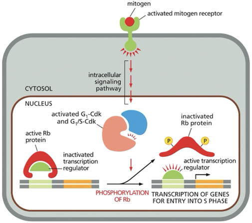 <p>retinoblastoma (Rb) proteins&nbsp;</p><p>2 process:</p><ul><li><p>activated Rb protein binds to transcription regulator  → inactivates transcription regulator (no transcription of genes goin on)</p></li><li><p>Mitogen (signal) → binds to cell surface receptor→ activated mitogen receptor → activate intracellular signaling → lead to formation/ activation of G1-Cdk and G1/S-Cdk complexes→ complexes phosphorylate Rb this inactives Rb→ Rb releases its transcription regulators (needed to activate the transcription of genes required for entry into S phase </p></li></ul><p></p>