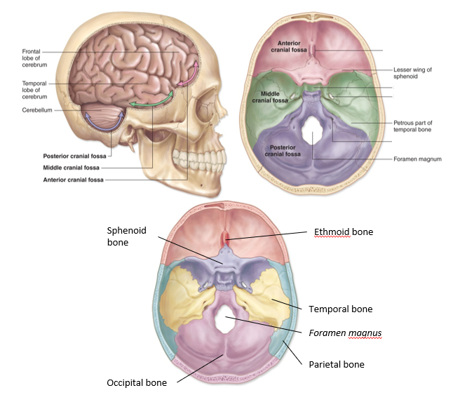 <p>-temporal bone and occipital bone</p><p>-supports the cerebellum and part of the brainstem</p>