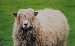 <p>originated in united kingdom from crossbreeding leicester and lincolnshire breed. imported to us in 1800 used for fiber or meat. worlds largest sheep breed. white wool with forelock, and fleece that hangs in heavy locks often twisted. produce lean well muscled carcass</p>