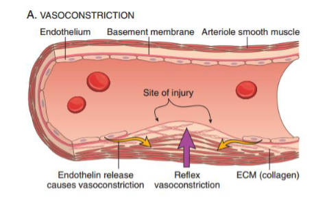 <p>endothelin release </p>