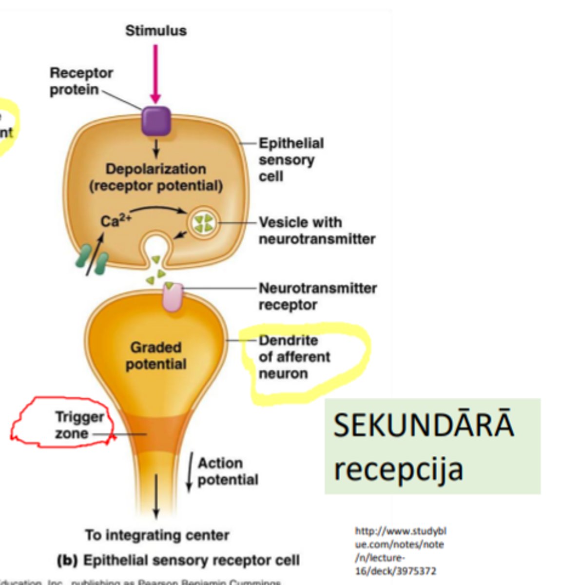 <p>• Kairinātāju uztver RECEPTORŠŪNA un veidojas receptoriskais potenciāls (RP), rezultātā</p><p>===></p><p>• sinapsē starp receptoršūnu un sensoro nervgali izdalās mediators (piem., glutamāts), tas izraisa uzbudinātāj-post-sinaptisko potenciālu (UPSP),</p><p>• ja tiek sasniegts depolarizācijas slieksnis → veidojas darbības potenciāls (DP), kas pa sensoro neironu tiek aizvadīts uz CNS</p>