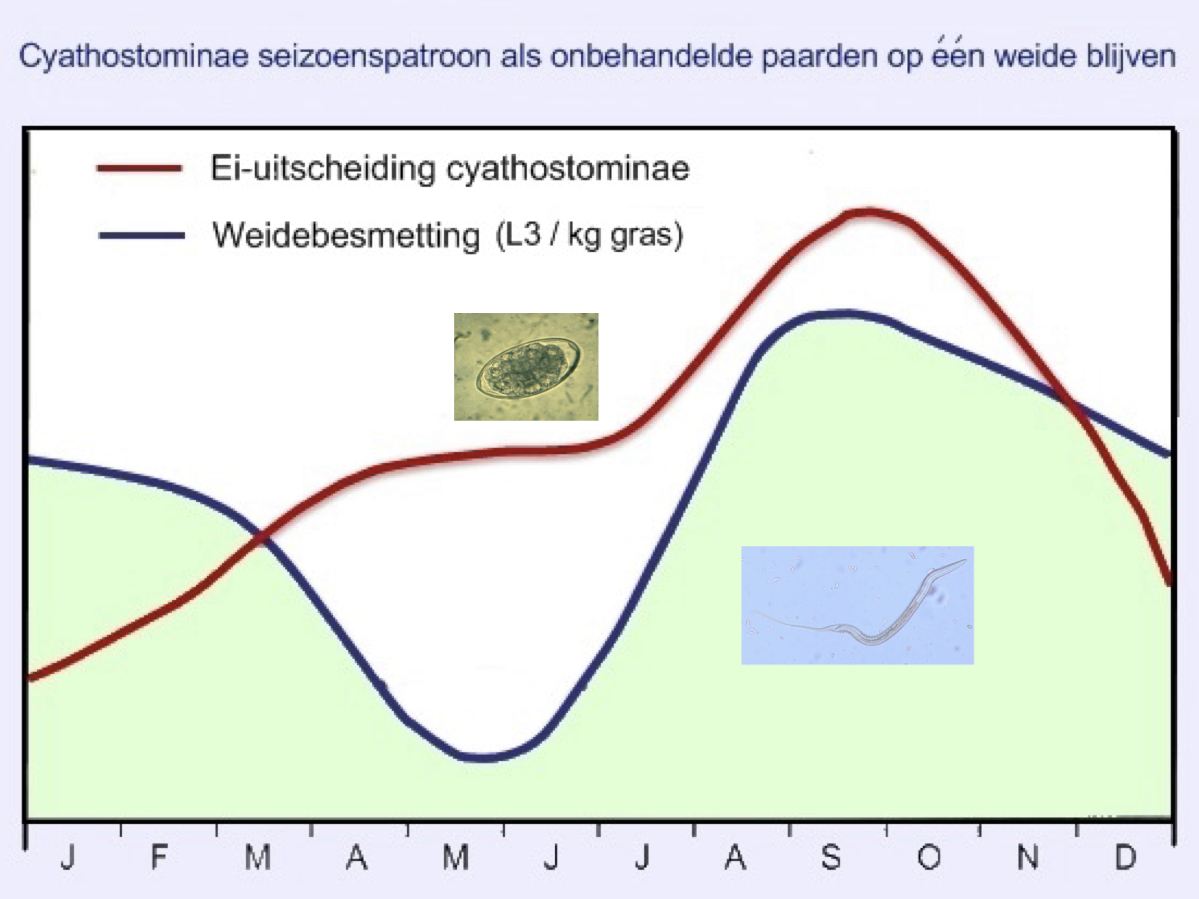 * Overlevende larven na de winter gaan geleidelijk dalen: larven worden actief en grasgroei
* Paarden komen in het voorjaar op de weide en gaan eieren uitscheiden: eerste schouder door paarden die reeds besmet waren. 
* Toename van ei uitscheiding door opnamen van larven.