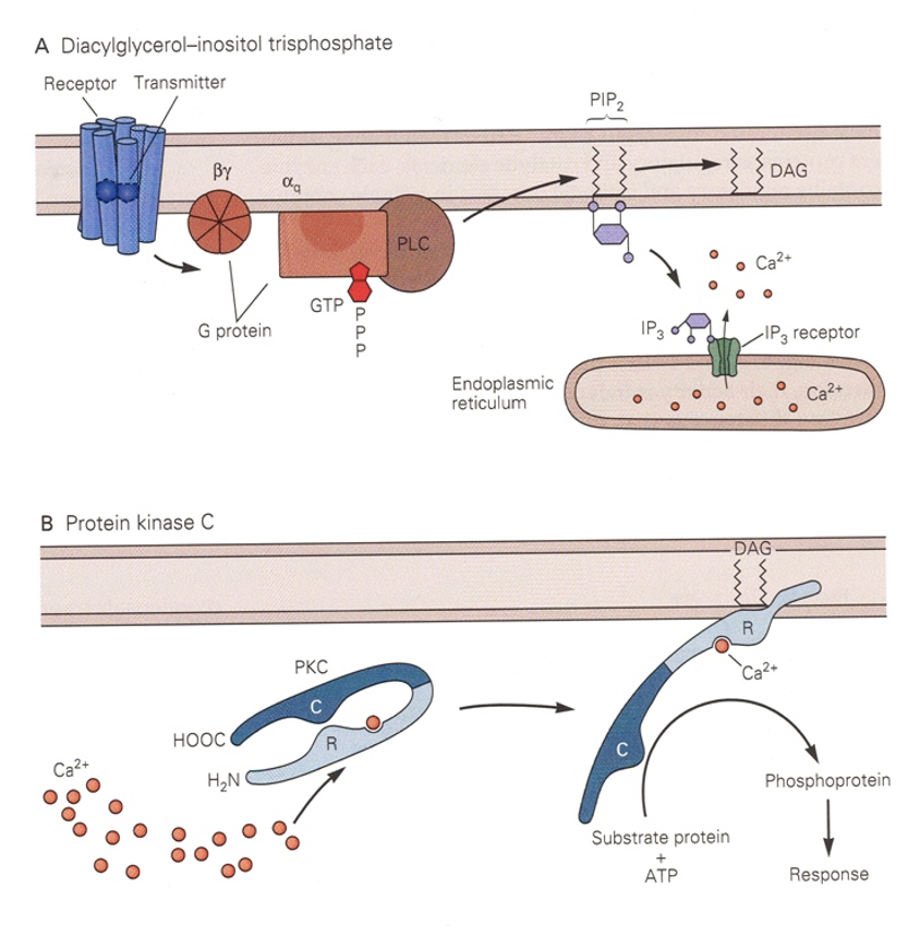 <p>Ca2+ binds R and separates it from C → R is free to bind DAG and leaves C free to phosphorylate substrate proteins.</p><ul><li><p>Turns PKC from cytoplasmic protein to membrane-associated one.</p></li></ul><p></p>