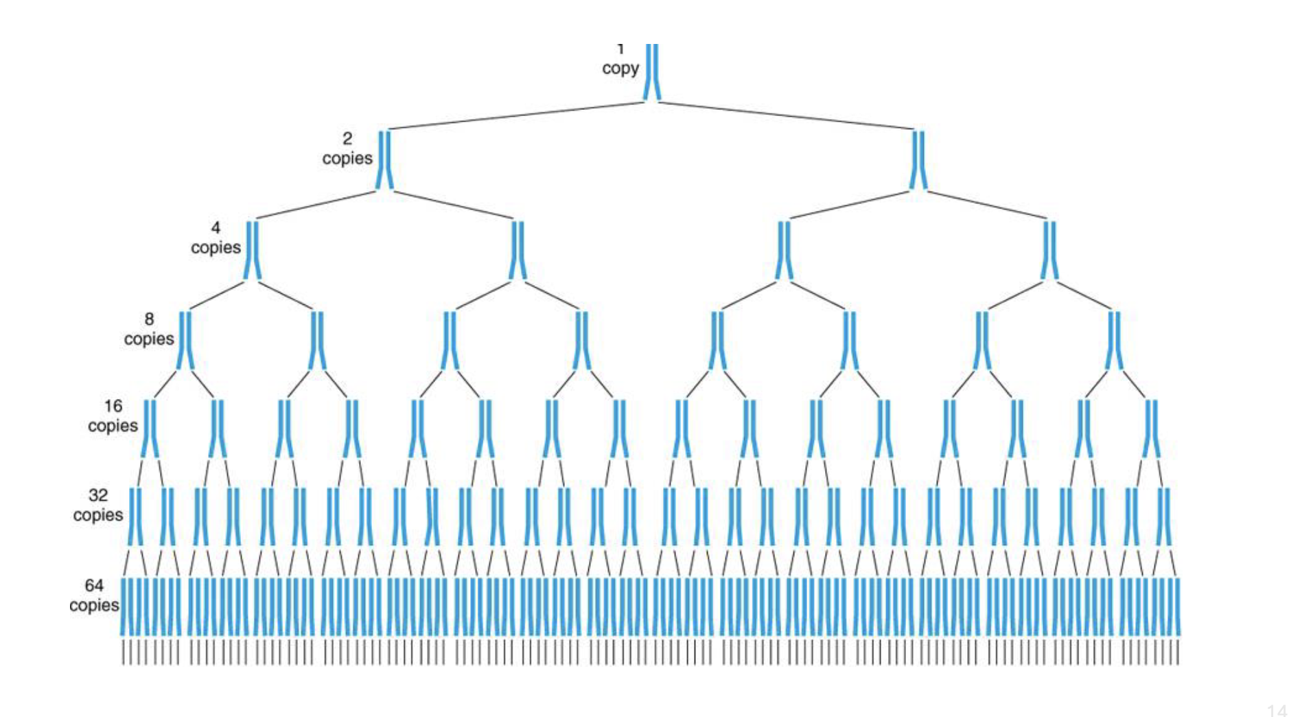 <p>exponential amplification</p><ul><li><p>dna doubles each time</p><ul><li><p>longer you keep PCR going the more times there will be more replications</p></li></ul></li></ul><p></p>