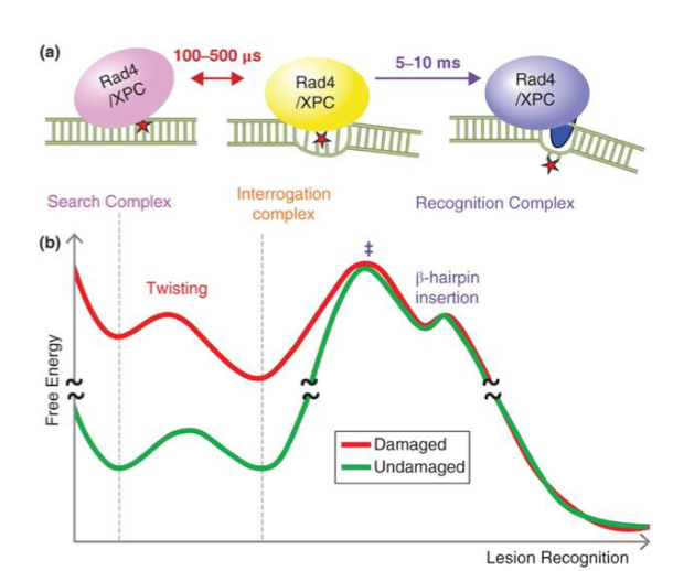 <p>NER pathway responsible for recognizing DNA damage in the whole genome accomplished by RPA, XPA, XPC, TFIIH complex</p><ul><li><p>XPC rapidly scans DNA for structural distortions and opens up DNA after recognizing the target thymine-thymine dimer</p><ul><li><p>indirect damage sensor</p></li></ul></li><li><p>pauses when it finds mismatched base to verify a relevant lesion exists before making erroneous incisions </p></li><li><p>flips out damaged bases</p></li></ul><p></p>