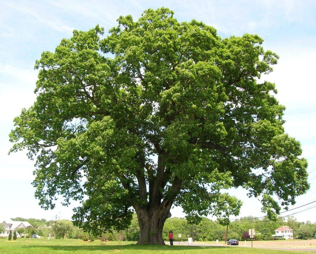 <p>trưởng thành </p><p>Mature trees provide more shade.</p>