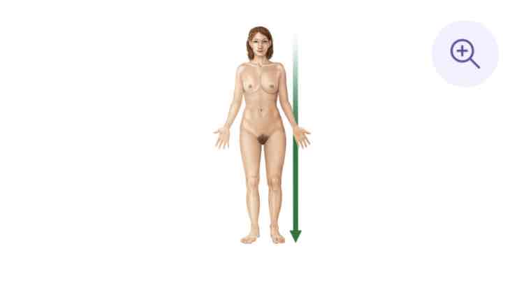 <p>Towards the bottom of the body</p>