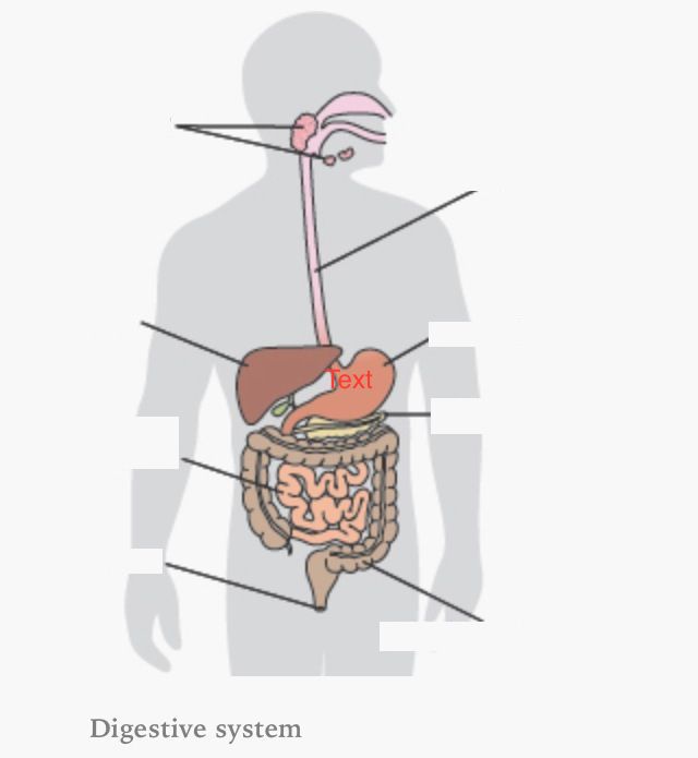 <p>Label the Digestive system</p>