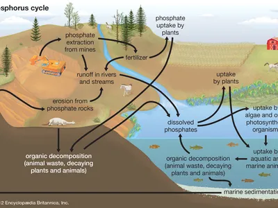 <ul><li><p>animal waste and phosphate sediments to make fertilizer</p><ul><li><p>enter aquatic systems as runoff</p></li></ul></li></ul>