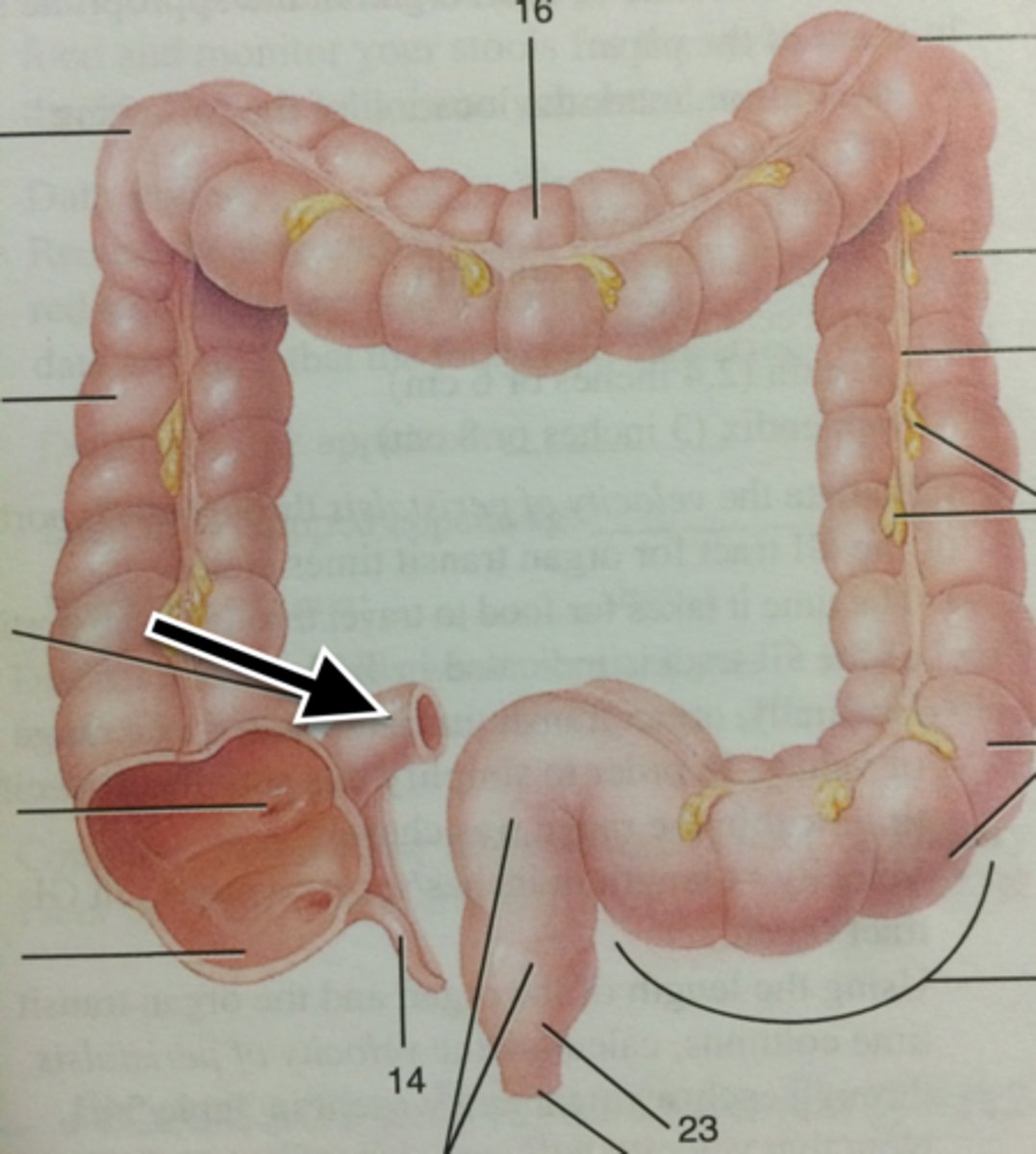 knowt flashcard image