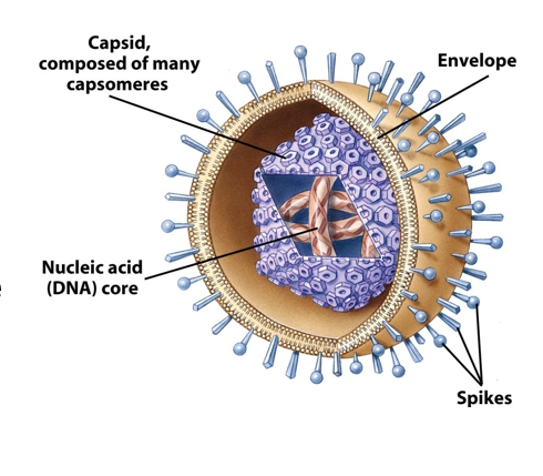 <p>Draw a typical animal virus and label the components. Explain the function of each component.</p>