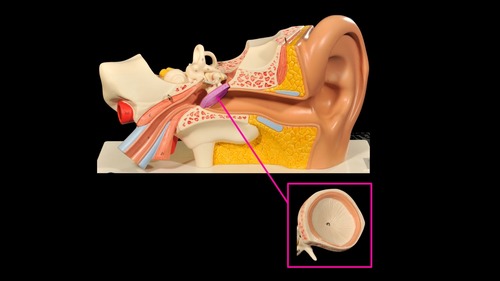 <p>(p.) external ear</p>