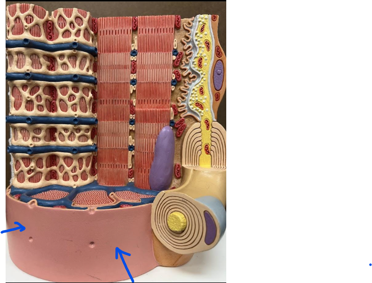 <p>What is this (skin) ?</p>