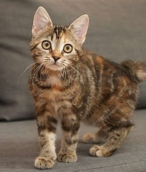 what cat breed is this 