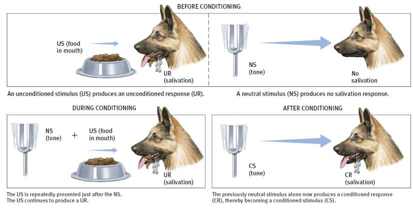 a stimulus that unconditionally—naturally and automatically— triggers an unconditioned response (UR)