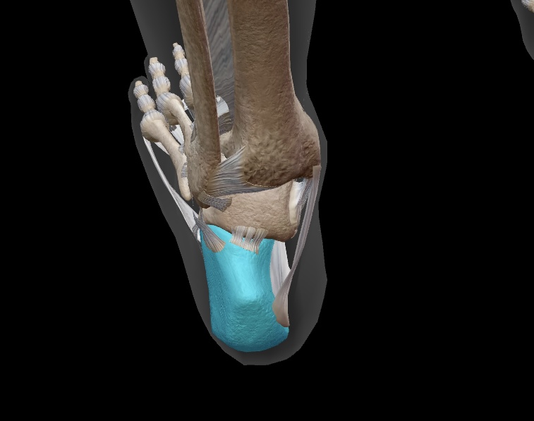 <p>we bear weight on this bone when we stand as it forms our heel</p>