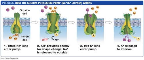 <p>Na+ channels close, K+ channels open, and K+ rushes out, repolarizing the cell.</p>