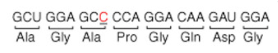<p>doesn’t change an amino acid, but in some cases can still have a phenotypic effect (ex. speeding up or slowing down protein synthesis)</p>