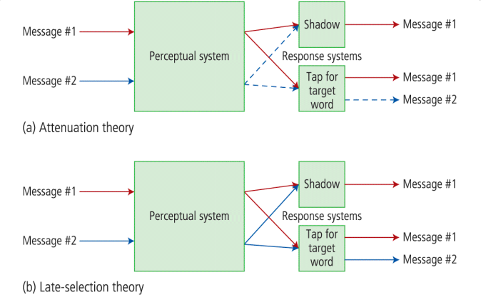 <p>task:</p><p>two messages listened to simultaneously; </p><p>shadow message #1 while also trying to detect and respond with a tap to a target word, which can occur in either message</p><p>the photo shows predicted outcomes by the attenuation theory and Deutsch &amp; Deutsch’s late-selection theory</p><p>support for the attenuation theory: 87% success rate in the shadowed ear and only 8% in the unshadowed ear</p><p></p><p>later experiments: there is not only attenuation of message #2, but also enhancement of msg #1</p>