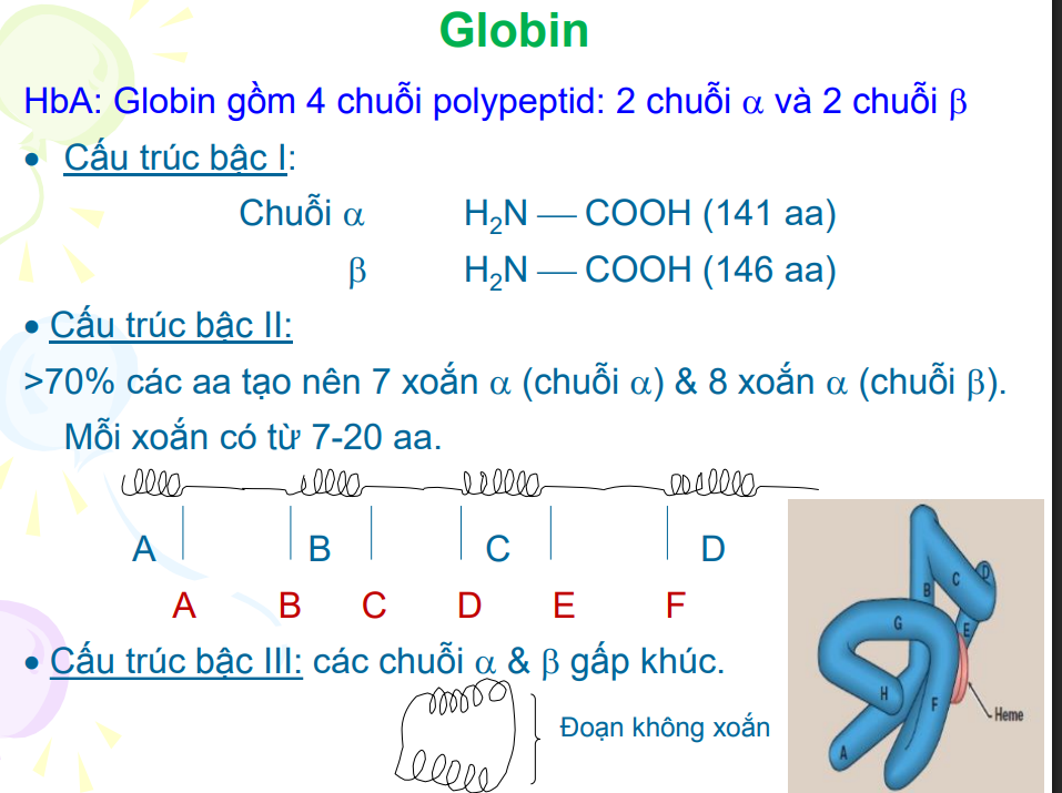 <p>Có 2 chuỗi alpha 2 chuỗi beta</p><p>Chuỗi alpha→7 xoắn alpha</p><p>Chuỗi beta→8 xoắn alpha</p>