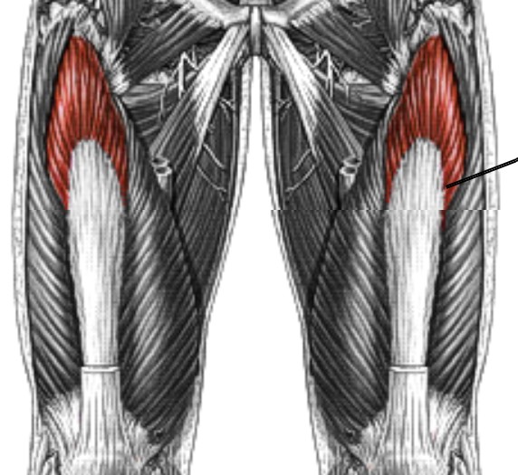 <p>Which muscle of the leg/knee is:</p><ul><li><p>On anterior thigh</p></li><li><p>In between vastus lateralis and vastus medialis</p></li><li><p>Action: ext knee</p></li><li><p>Nerve: <span style="color: yellow;"><span>femoral</span></span></p></li></ul><p></p>