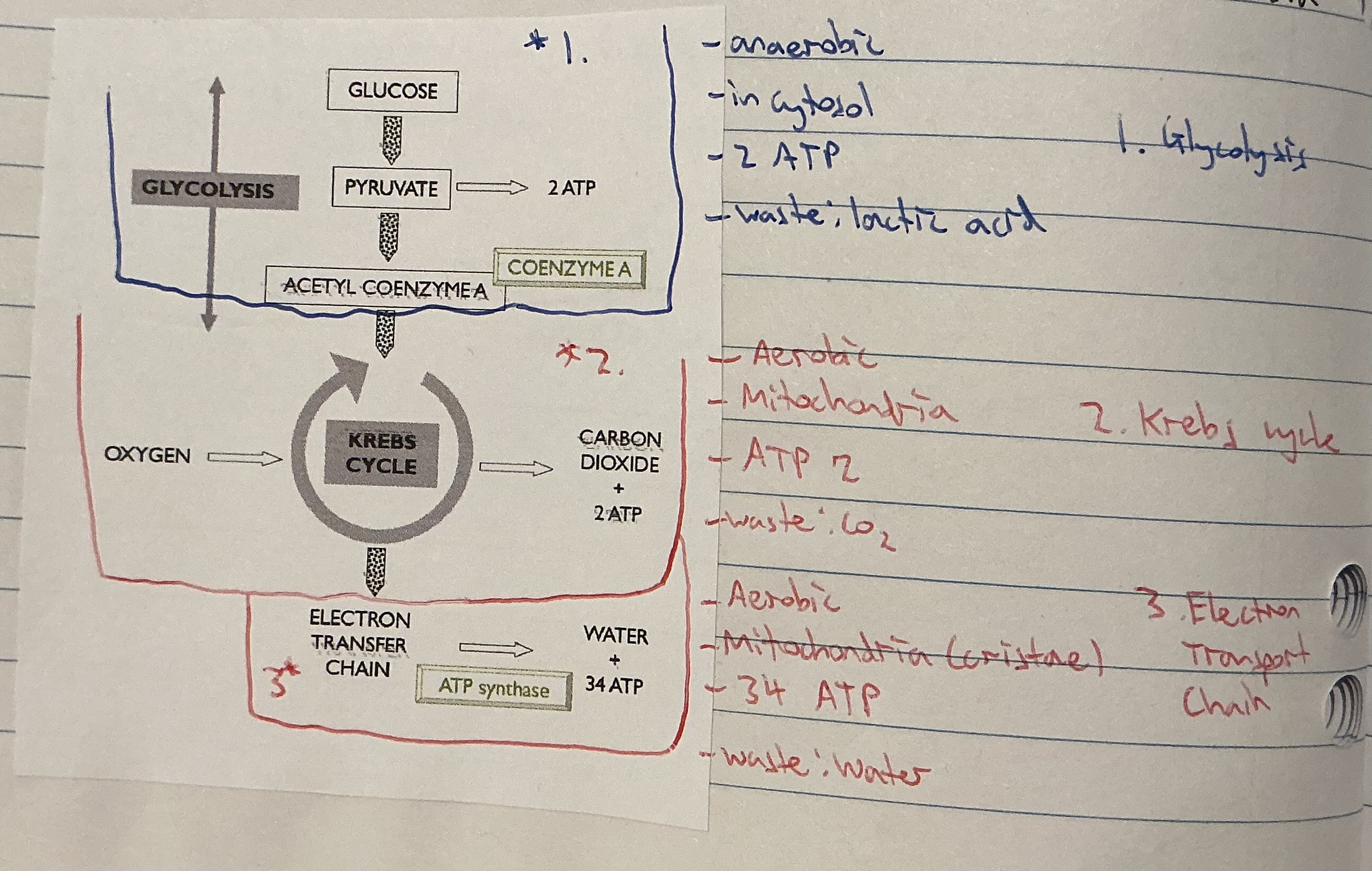 knowt flashcard image