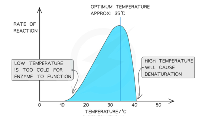 <p><span><span>Any reaction between 0- 40 degrees has a Q10 value of 2.</span></span></p><p><span><span>This means that an increase of 10 degrees celcius will cause</span></span></p><p><span><span>a doubling of the rate of the reaction. Decrease in</span></span></p><p><span><span>temperature causes the rate of reaction to slow down</span></span></p>