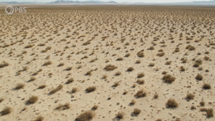 <p>regularly</p><ul><li><p>believed to be a water soluble chemical that inhibits germination</p></li><li><p>absorbs water so well it inhibits germination of other seeds</p><ul><li><p>inhibit bur-sage roots only, not its own species</p></li><li><p>allelopathic</p></li></ul></li></ul><p></p>