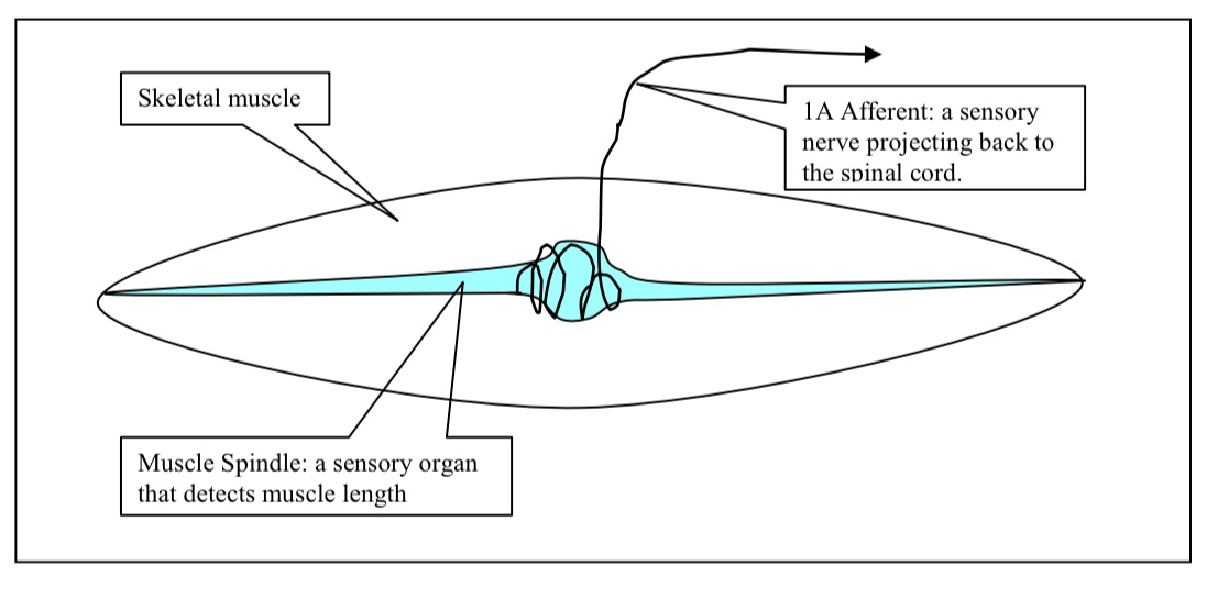 <p>What does this diagram depict? </p>